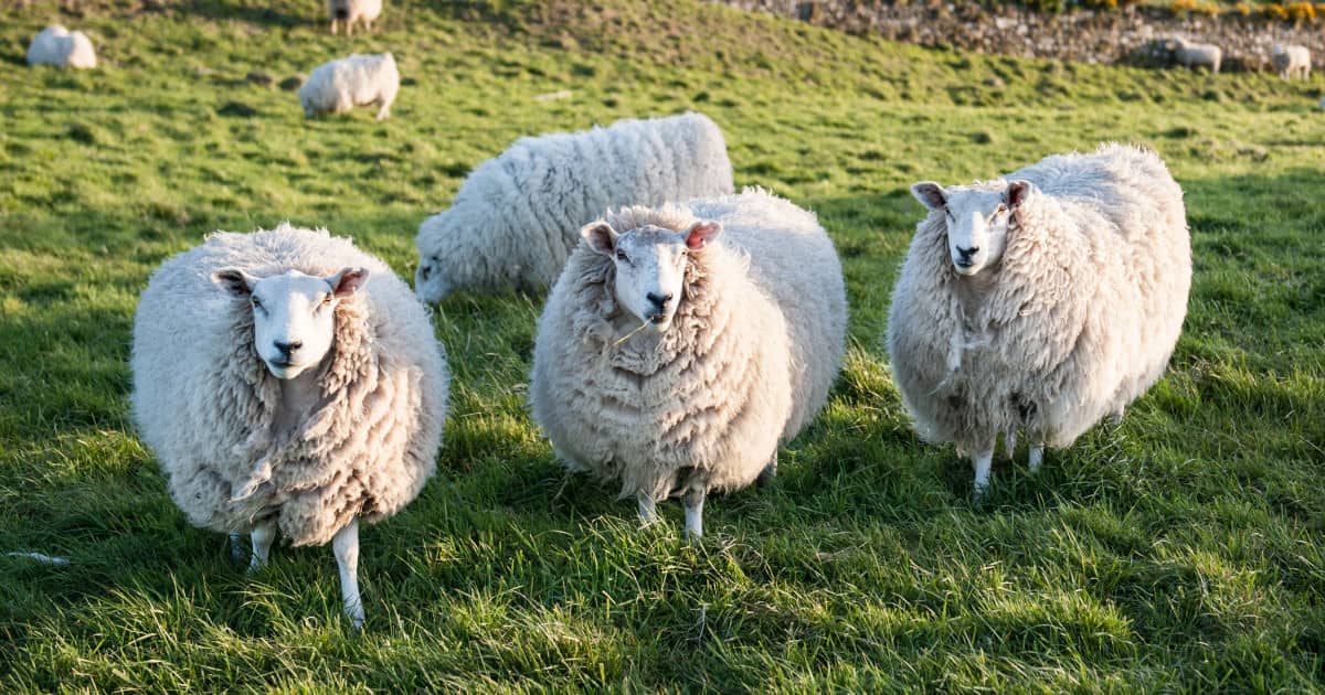 when to show personality at the office -- and when to conform -- image of sheep