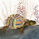 The Tortoise by Carrie Marill