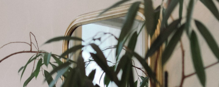 mirrors at office gold-rimmed mirror is on wall; plant is in front of it