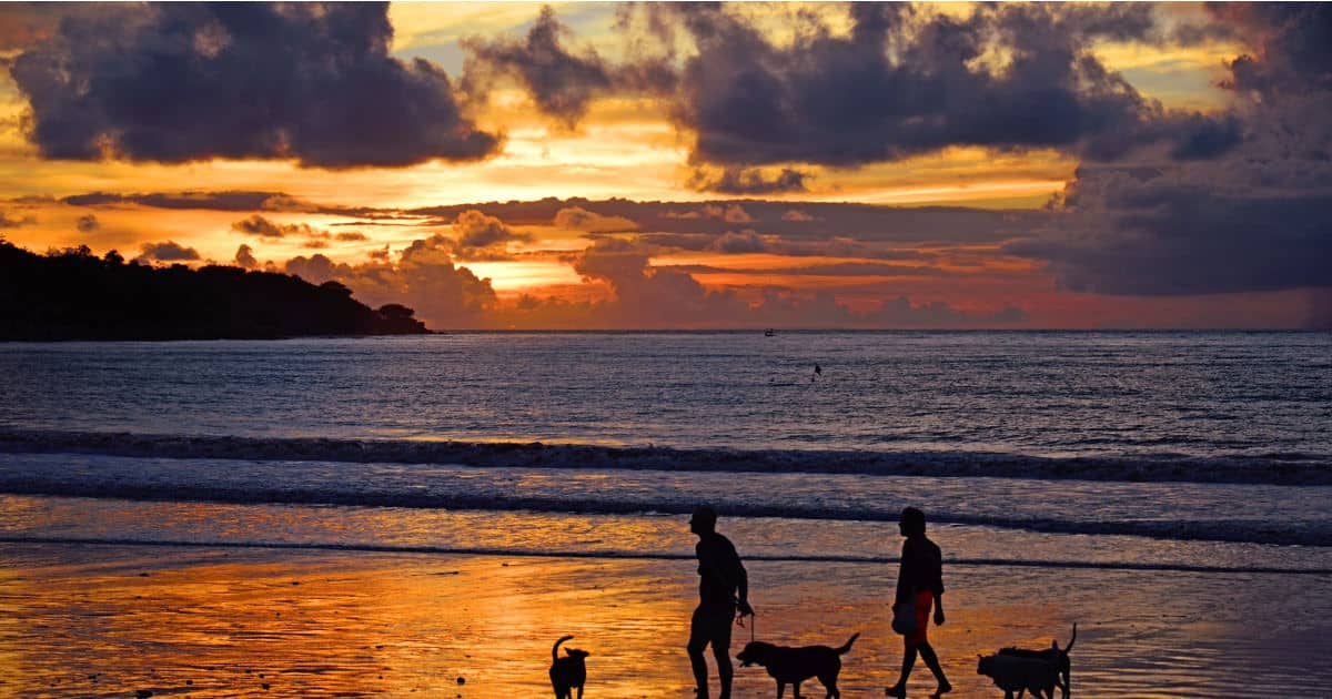 couple frolicking on beach at sunset with pets