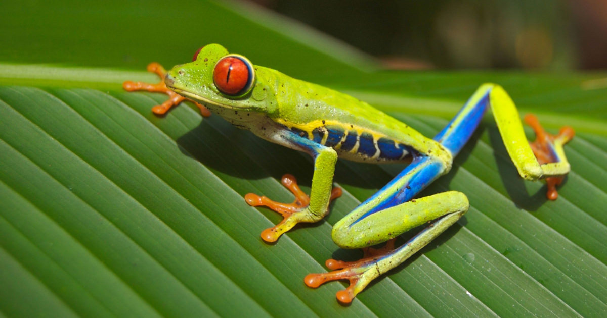 tiny green frog with red eyes and blue legs and belly 