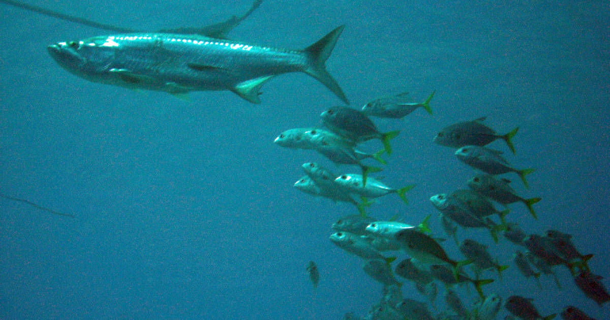 school of fish following their leader