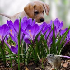 dog sniffs purple flowers