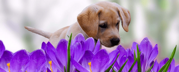 dog sniffs purple flowers