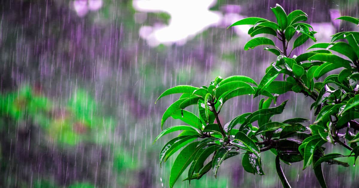 rain falling on garden with purple flowers