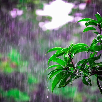 rain falls in garden with purple flowers in background