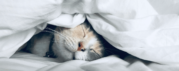 cat sleeping under fluffy comforter