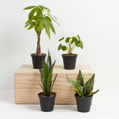 Four houseplants in black pots; two are on a wooden box 