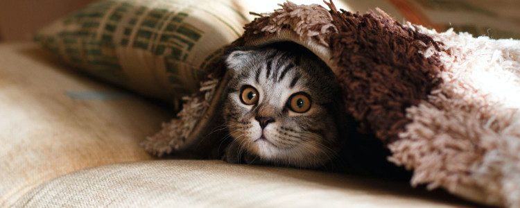 a pet kitten hides under a rug; this pet is happy while you're at work