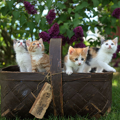 four kittens peek out from a wooden basket; in the background is a plant with dark purple cone-shaped flowers (lilac? butterfly bush?)