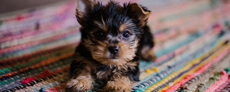 cute puppy dog pictures count as self care!