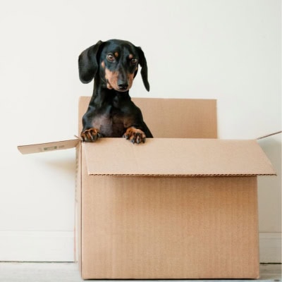 A black-and-tan dachshund in a brown cardboard box